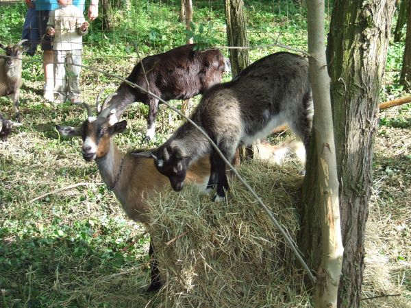 Kattints ide a teljes kép megtekintéséhez