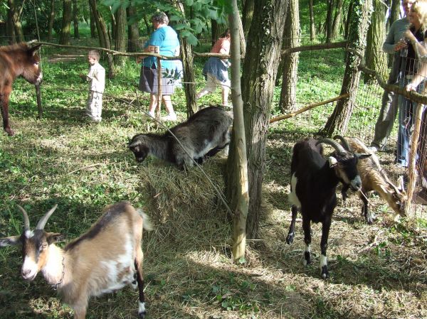 Kattints ide a teljes kép megtekintéséhez