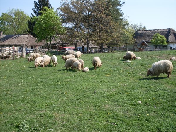 Kattints ide a teljes kép megtekintéséhez