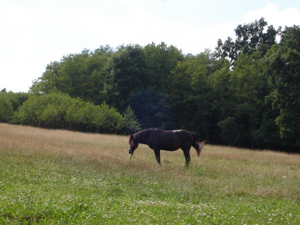 Kattints ide a teljes kép megtekintéséhez