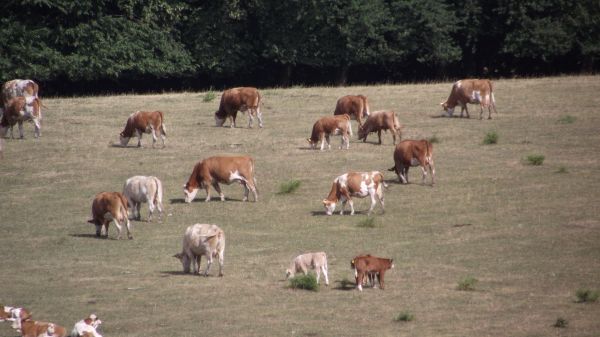 Kattints ide a teljes kép megtekintéséhez