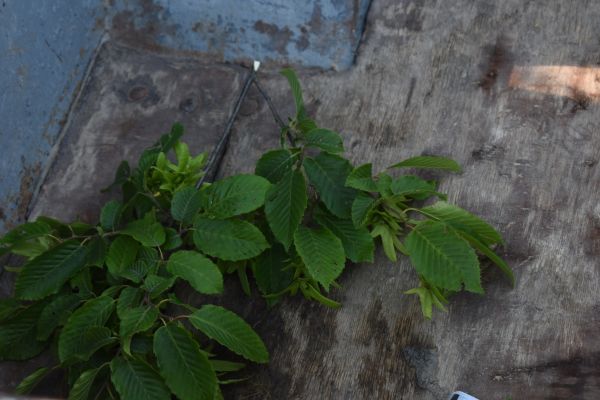 Kattints ide a teljes kép megtekintéséhez