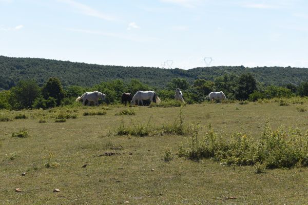 Kattints ide a teljes kép megtekintéséhez