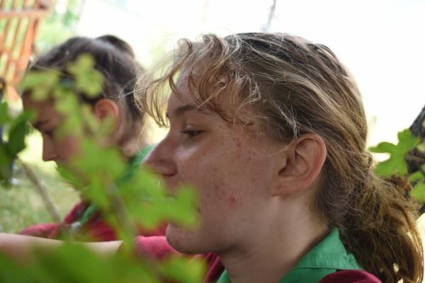 Kattints ide a teljes kép megtekintéséhez