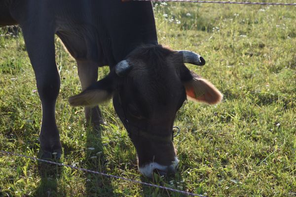 Kattints ide a teljes kép megtekintéséhez