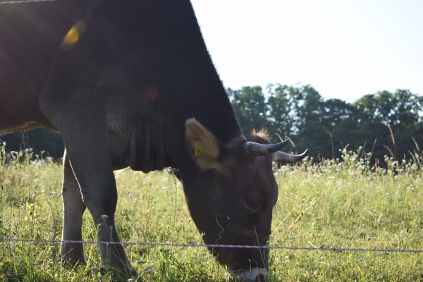 Kattints ide a teljes kép megtekintéséhez