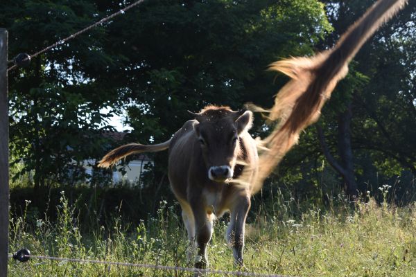 Kattints ide a teljes kép megtekintéséhez