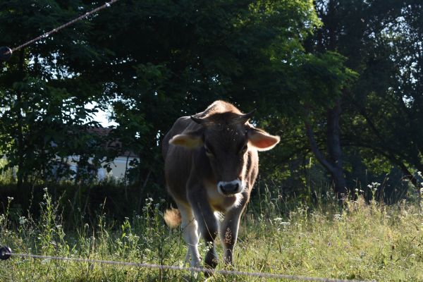 Kattints ide a teljes kép megtekintéséhez