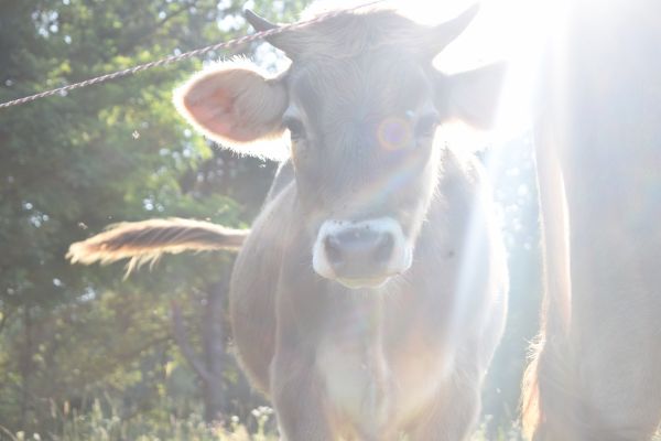Kattints ide a teljes kép megtekintéséhez