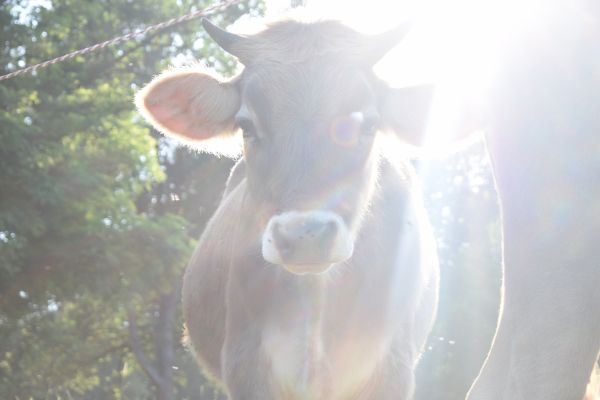 Kattints ide a teljes kép megtekintéséhez