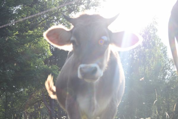 Kattints ide a teljes kép megtekintéséhez
