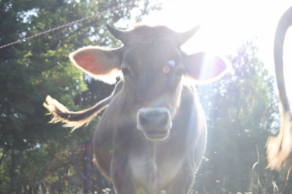 Kattints ide a teljes kép megtekintéséhez
