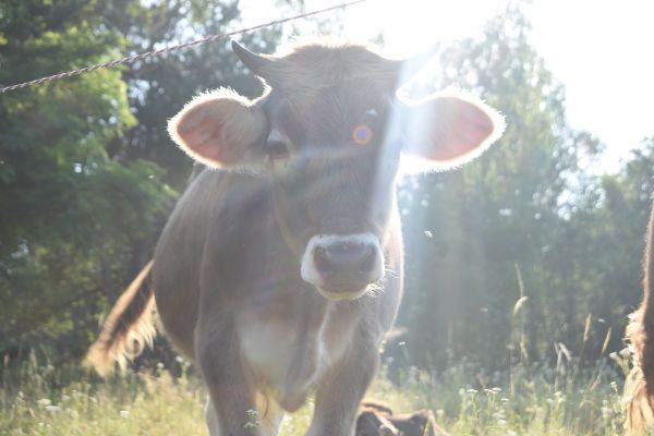 Kattints ide a teljes kép megtekintéséhez