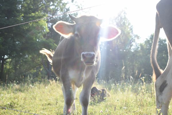 Kattints ide a teljes kép megtekintéséhez