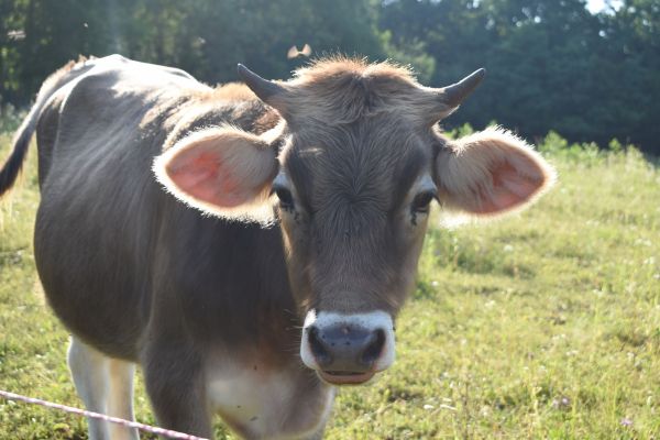 Kattints ide a teljes kép megtekintéséhez