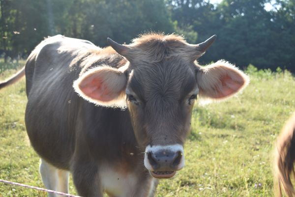 Kattints ide a teljes kép megtekintéséhez