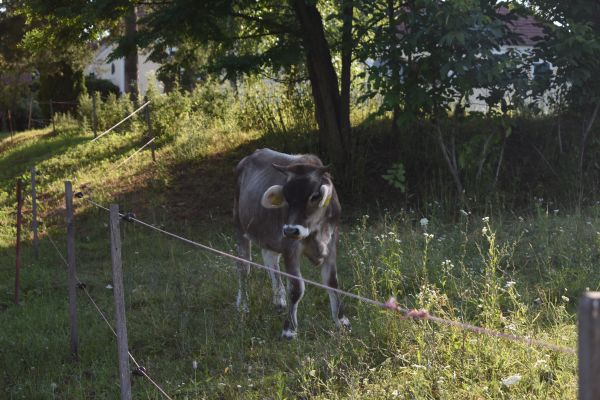 Kattints ide a teljes kép megtekintéséhez