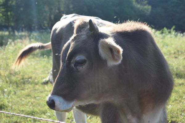 Kattints ide a teljes kép megtekintéséhez
