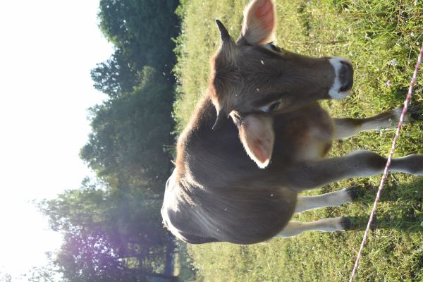 Kattints ide a teljes kép megtekintéséhez