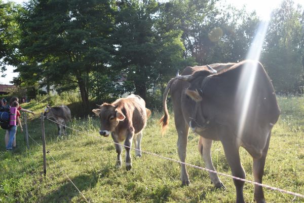 Kattints ide a teljes kép megtekintéséhez