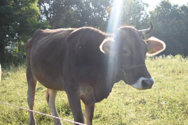 Kattints ide a teljes kép megtekintéséhez