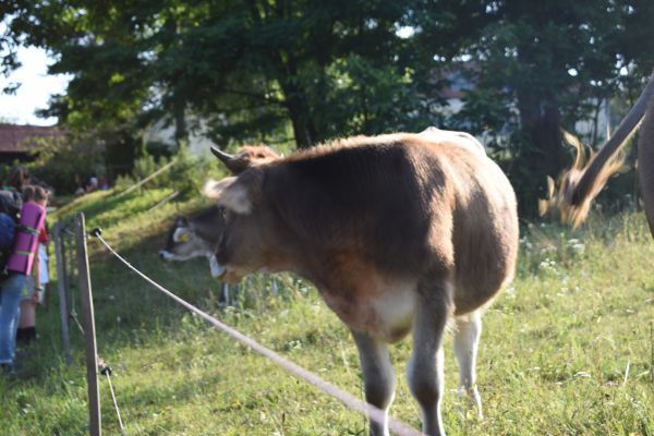Kattints ide a teljes kép megtekintéséhez