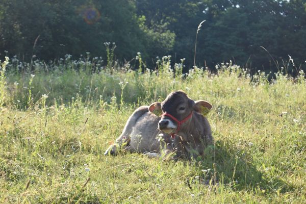 Kattints ide a teljes kép megtekintéséhez