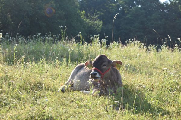 Kattints ide a teljes kép megtekintéséhez