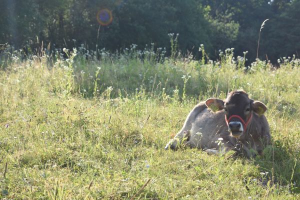 Kattints ide a teljes kép megtekintéséhez