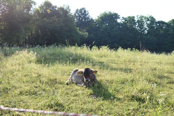 Kattints ide a teljes kép megtekintéséhez