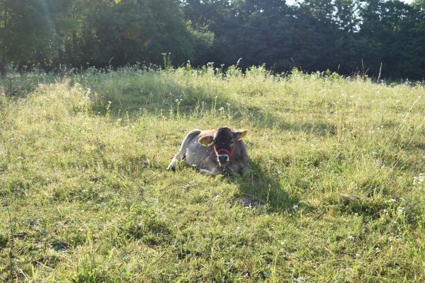 Kattints ide a teljes kép megtekintéséhez