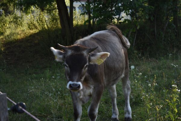 Kattints ide a teljes kép megtekintéséhez