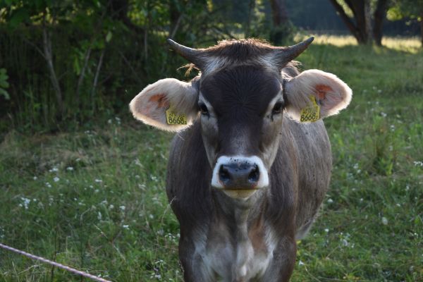 Kattints ide a teljes kép megtekintéséhez