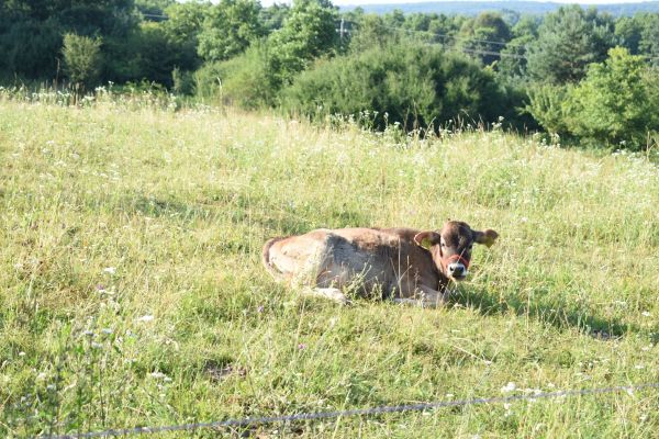 Kattints ide a teljes kép megtekintéséhez