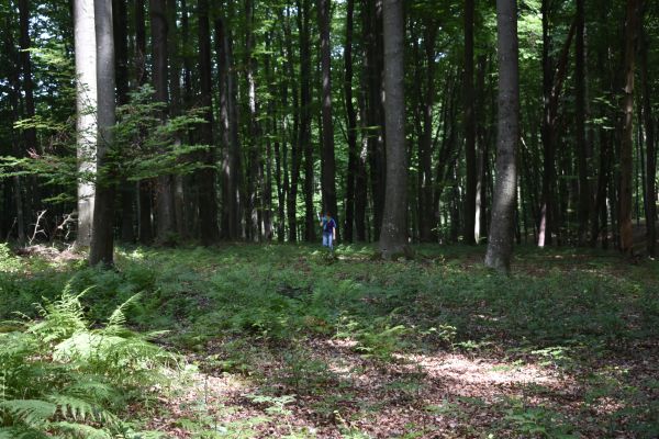 Kattints ide a teljes kép megtekintéséhez