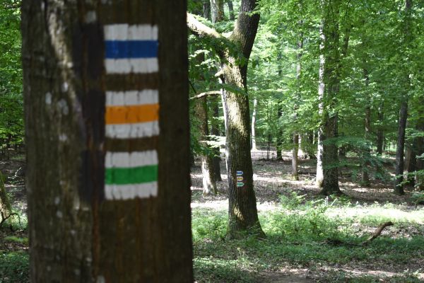 Kattints ide a teljes kép megtekintéséhez