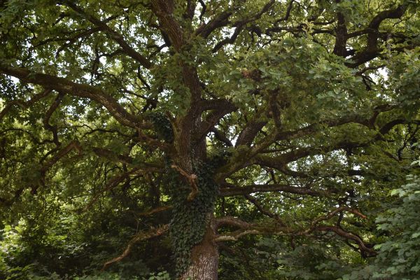 Kattints ide a teljes kép megtekintéséhez