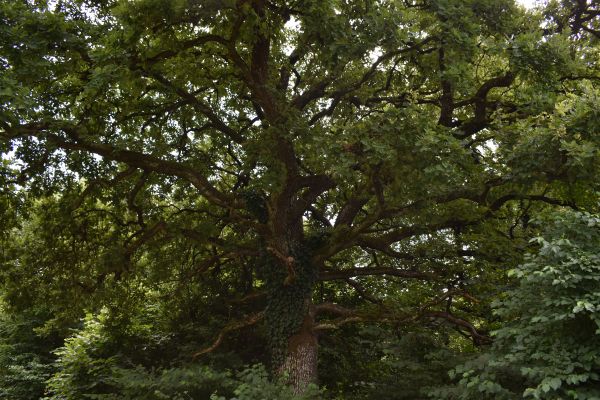Kattints ide a teljes kép megtekintéséhez