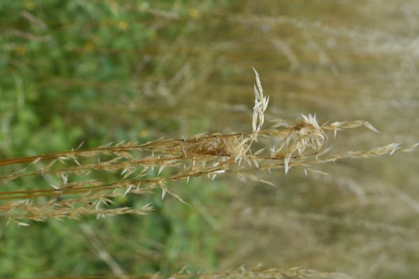 Kattints ide a teljes kép megtekintéséhez