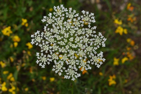 Kattints ide a teljes kép megtekintéséhez