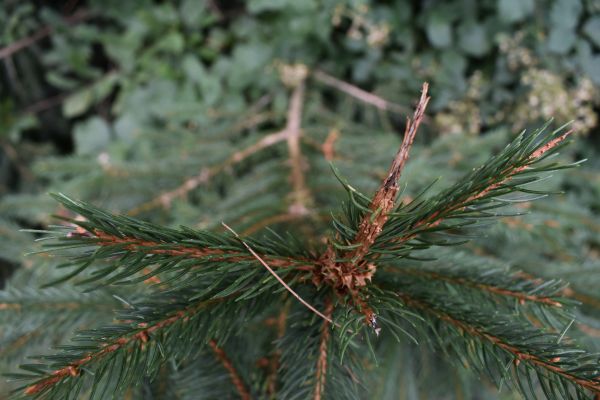 Kattints ide a teljes kép megtekintéséhez