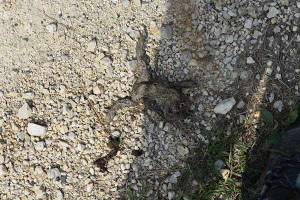 Kattints ide a teljes kép megtekintéséhez